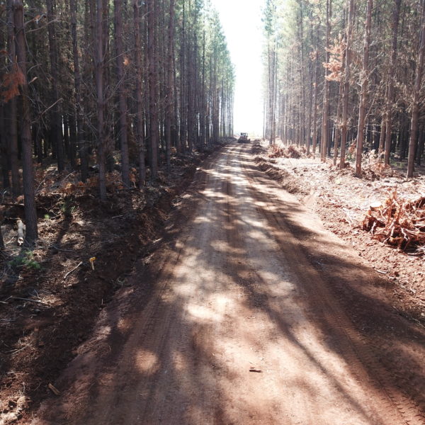 road construction in a forest