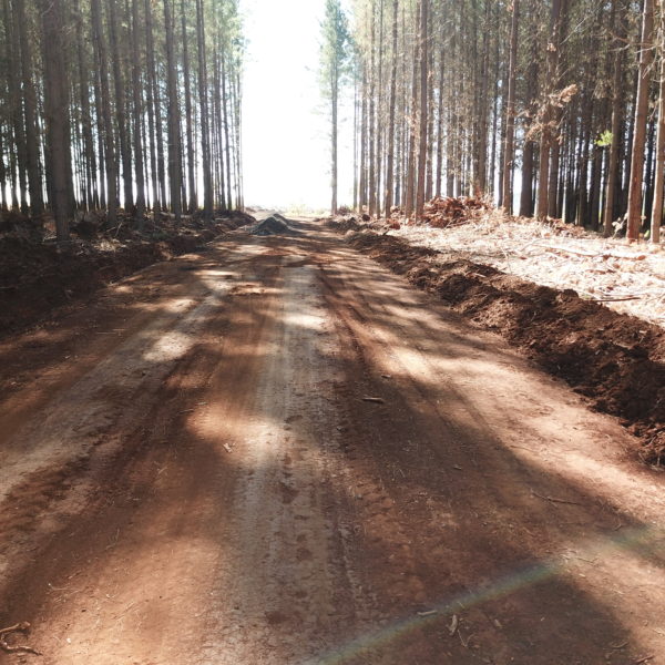 road construction in a forest