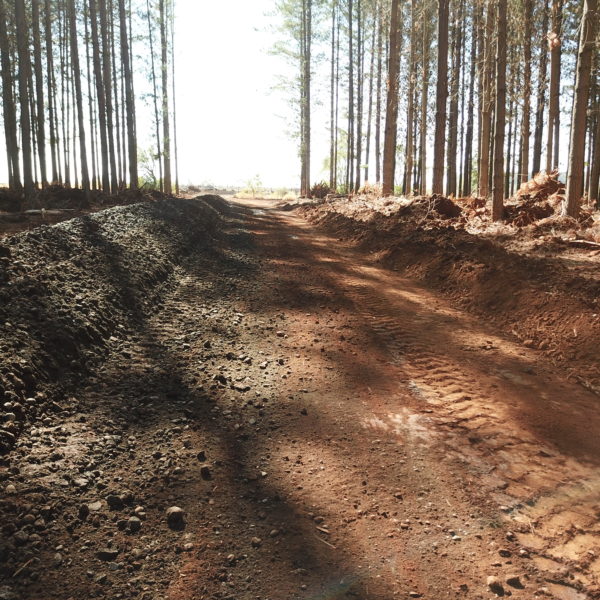 road construction in a forest