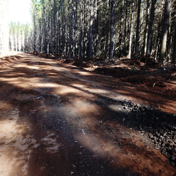 newly constructed road in a forest