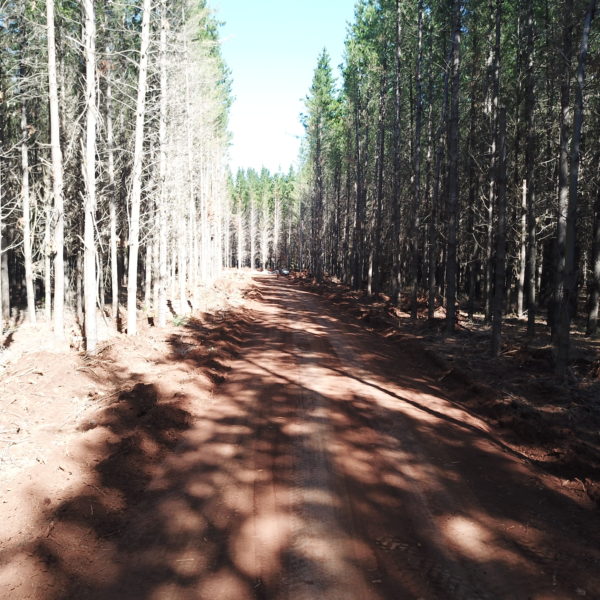 newly flattened road in a forest