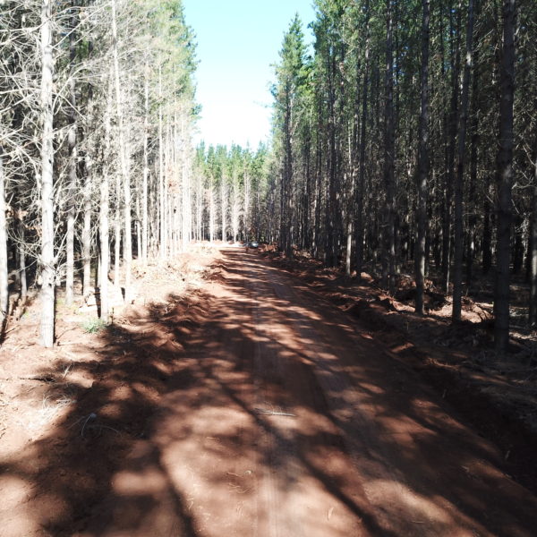 newly flattened road in a forest