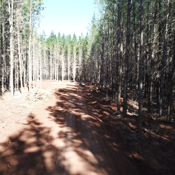 newly flattened forest road