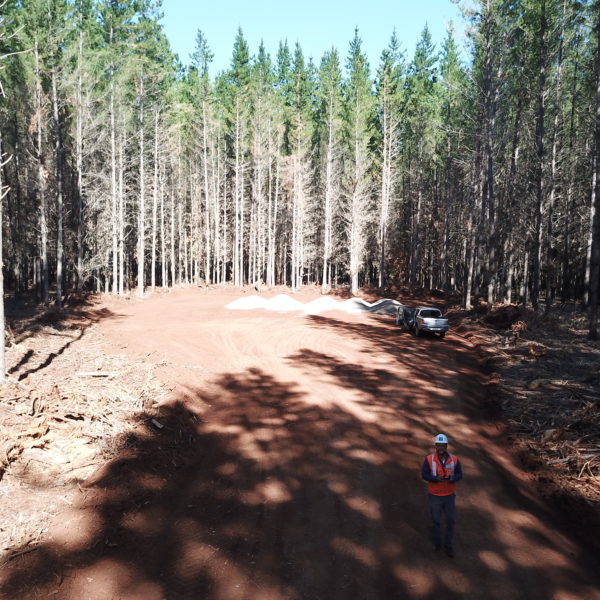 newly flattened forest road