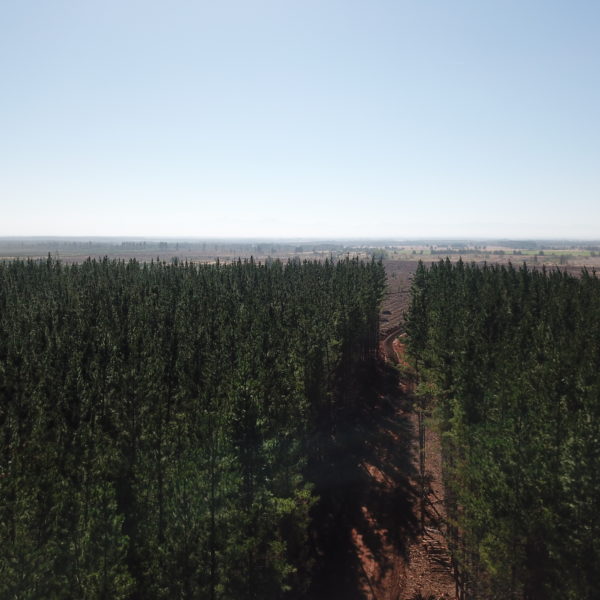 forest sky view