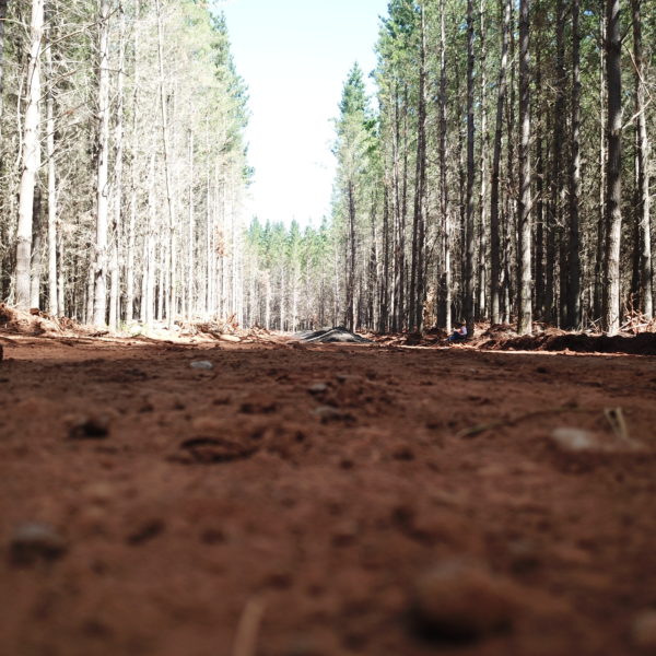 forest ground