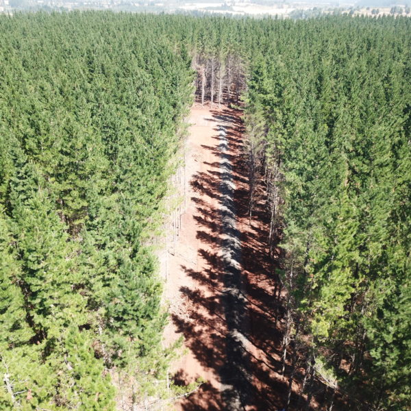 vista superior da floresta com estrada recém-construída