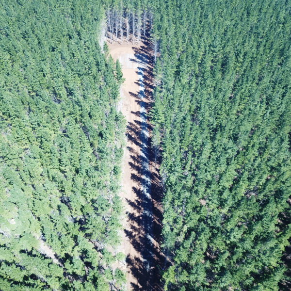 top view of forest