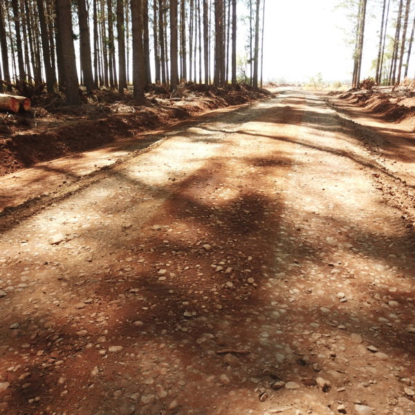 estrada endireitada em uma floresta