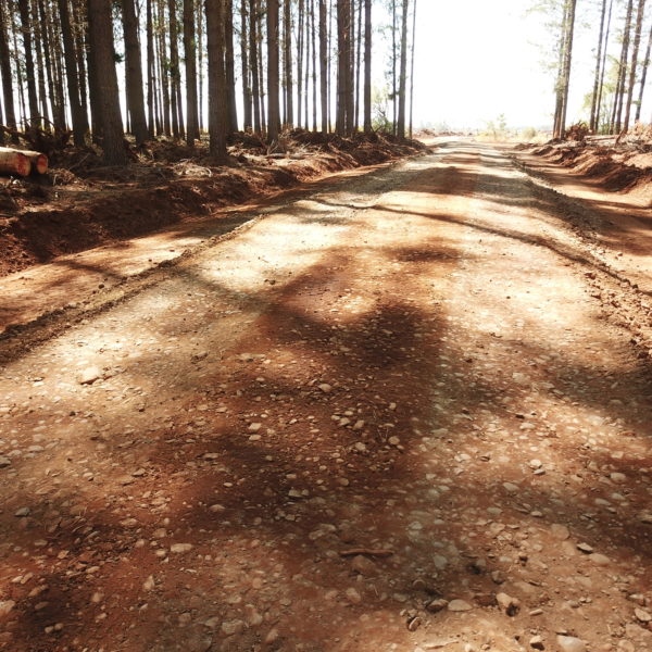 straightened road in a forest